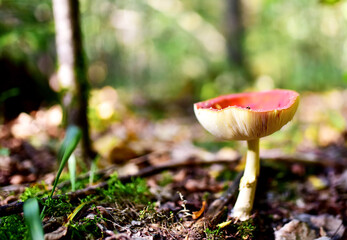 Red mushroom amanita toxic, also called panther cap. False blusher amanita mushroom in the forest against the background of green vegetation