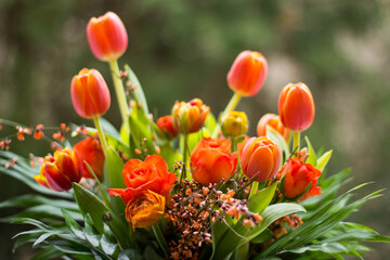 Tulpen am Fernster