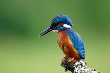Male kingfisher fishing from a mossy branch