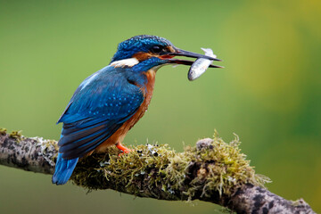 Male kingfisher fishing from a mossy branch