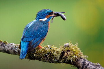 Male kingfisher fishing from a mossy branch