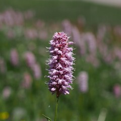 Schlangen-Knöterich oder Wiesen-Knöterich, Bistorta officinalis. Seiser Alm, Dolomiten, Südtirol. 