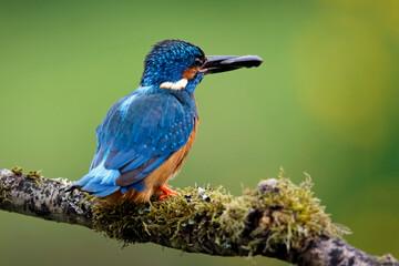 Male kingfisher fishing from a mossy branch