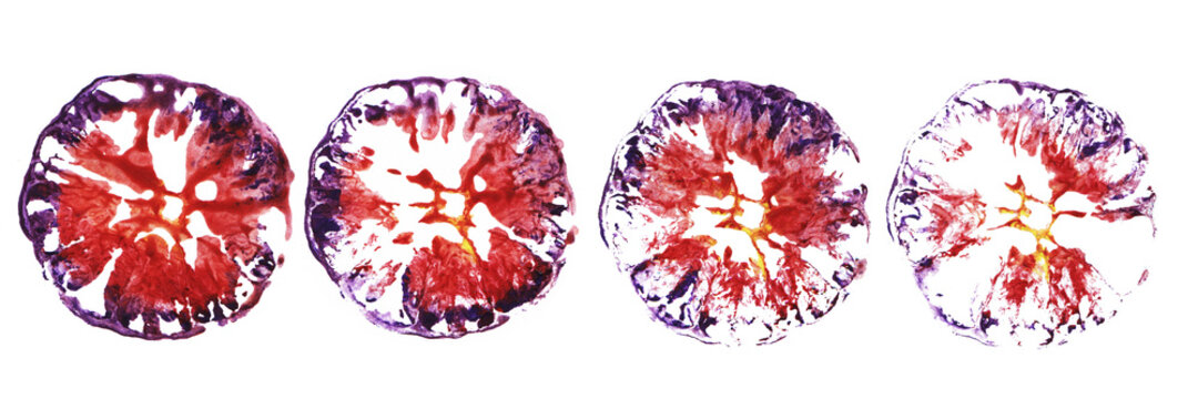 Set of abstract watercolor spots. Purpl and red imprints orange slice. Handmade stamp fruits