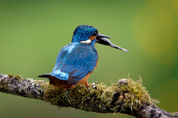 Male kingfisher fishing from a mossy branch