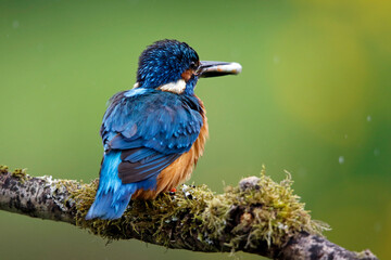 Male kingfisher fishing from a mossy branch