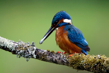 Male kingfisher fishing from a mossy branch