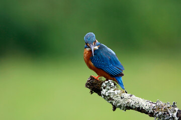 Obraz premium Male kingfisher fishing from a mossy branch