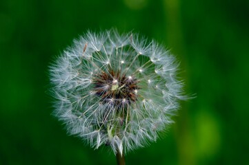 Fototapeta premium A wild flower in full bloom.