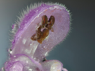 Purpurrote Taubnessel (Lamium purpureum) 