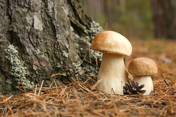 Porcini mushrooms and cone in forest, closeup