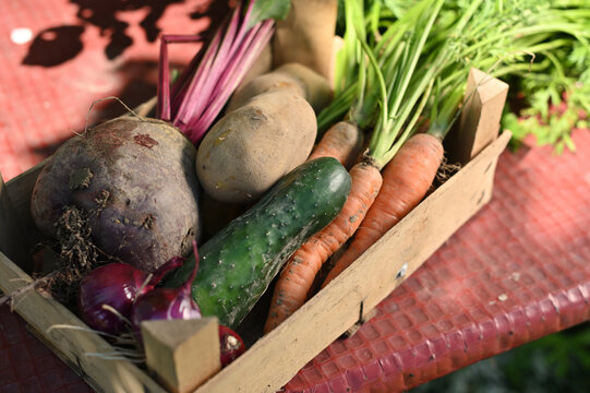 Vegetable box with freshly picked carrots, beetroot, potato, onion and cucumber on a table in the garden