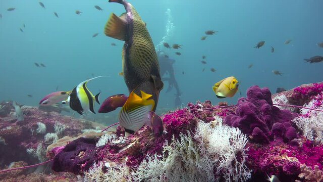 Titanium trigger fish. Exciting diving off Mafia Island. Tanzania. Africa.