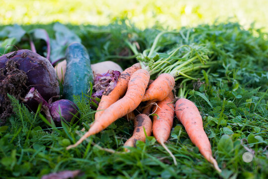 Close-up of freshly picked carrots, beetroot, potato, onion and cucumber on the grass