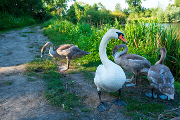 Obraz premium White swan onlake shore. Swan on beach. Swan on shore