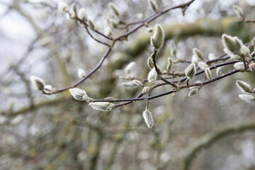 Beautiful Magnolia in bud ready to bloom
