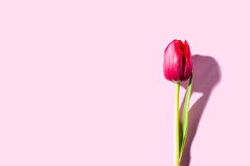 Pink background with dark pink tulip, Easter. Birthday, mother day greeting card concept with copy space. Top view, flat lay.