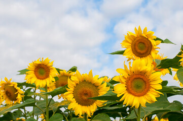 bright sunflowers on a large field on a sunny day