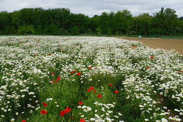 field of white daisies with red poppies in the country