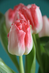 Tulpen
