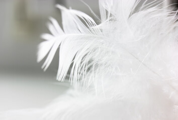A white delicate bird's feather on black background close-up. Background and texture of the feather. Detail of a white feather. Blurred background.