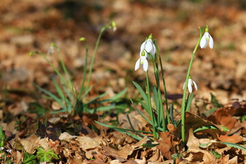 Snowdrops flowers, sunny spring day in forest