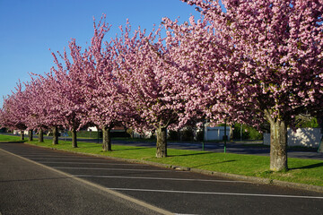 pink cherry blossom trees lining up a parking lot in a small country town in France