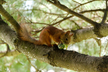 Squirrel