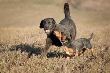 cute little dachshund terrier and a black labrador retriever playing with each other on a muddy grass field