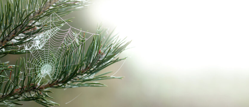 spider web with dew drops on pine branch. forest trap