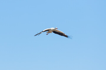 Fototapeta premium Weißstorch im Flug