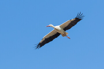 Weißstorch im Flug