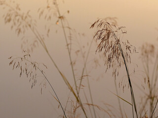 beautiful reeds in the wind by dawn