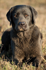 beautiful dirt covered black labrador retriever mix dog portrait at sunset