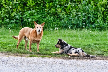 dog on grass, photo as a background , australian german shepard sheperd dog
