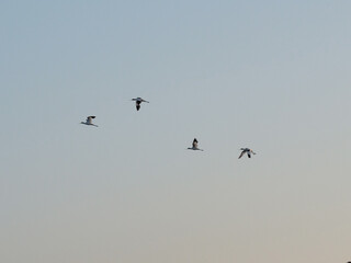 Pied avocet birds in flight by dawn