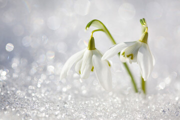 Two terry snowdrops in the snow, selective focus, blur, sunlight.