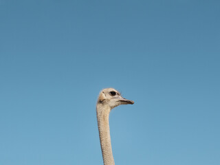 Ostrich head over blue sky close up portrait