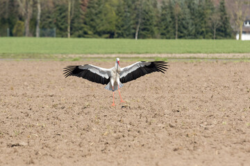Obraz premium Weißstorch im Flug