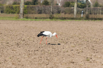 Obraz premium Weißstorch sucht auf dem Acker nach Nahrung