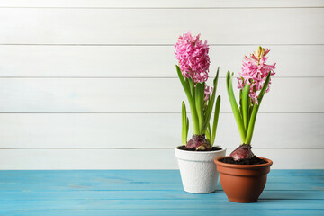 Beautiful potted hyacinth flowers on light blue wooden table. Space for text