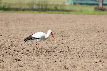Obraz premium Weißstorch sucht auf dem Acker nach Nahrung
