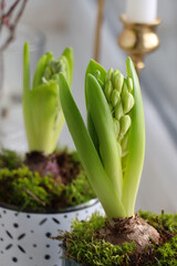 Potted hyacinths on blurred background, closeup. First spring flowers