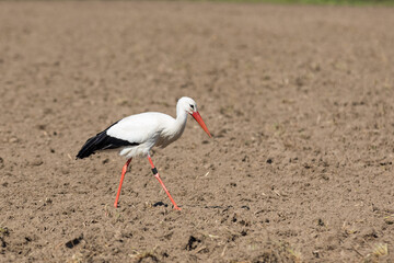 Weißstorch sucht auf dem Acker nach Nahrung
