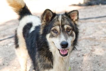 When Stray Dog Looking at You and Begging You for some Food.