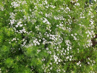 Beautiful cilantro coriander flowers blooming in spring time. Coriander flowers in the garden.Coriander flowers and fields. Its seed is a famous Spice. Made a sauce from its green leaves.