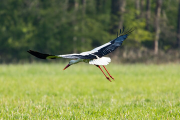 Weißstorch auf saftiger Wiese