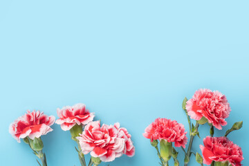 Concept of Mother's day holiday greeting gift with carnation bouquet on bright blue table background
