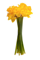 Bunch of daffodils isolated on white