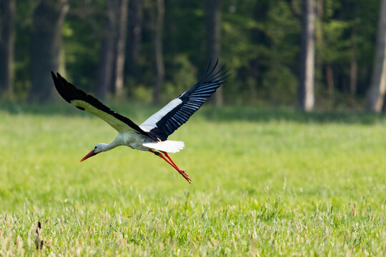Wei&szlig;storch auf saftiger Wiese